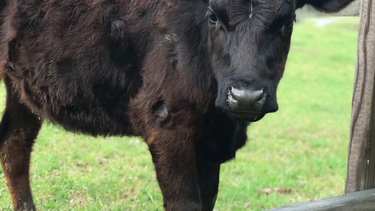 Photo of Others in Cumming