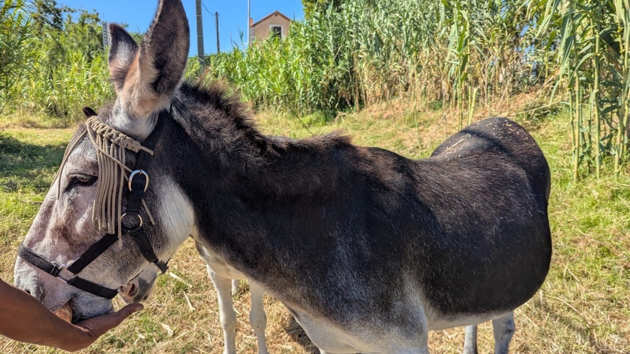 Photo of Others in Aregno