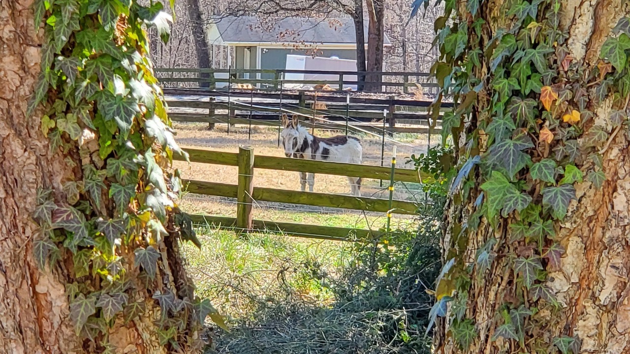 Photo of Outdoor in Greensboro