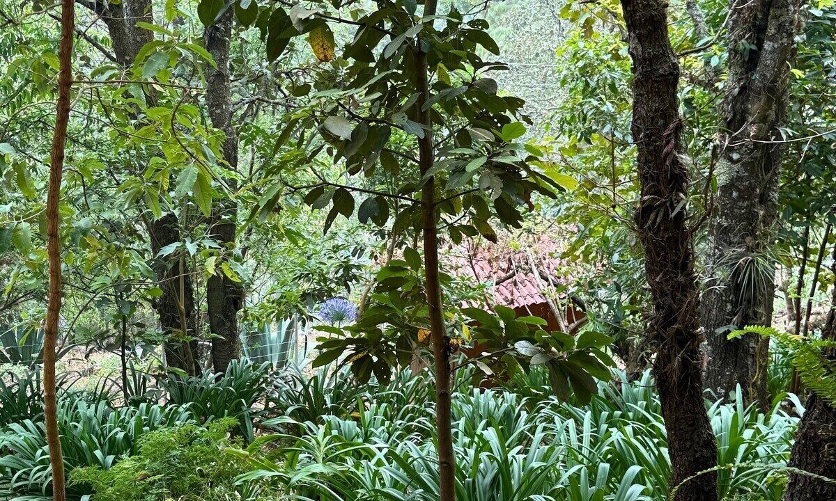 Photo of Outdoor in San Jose del Pacifico