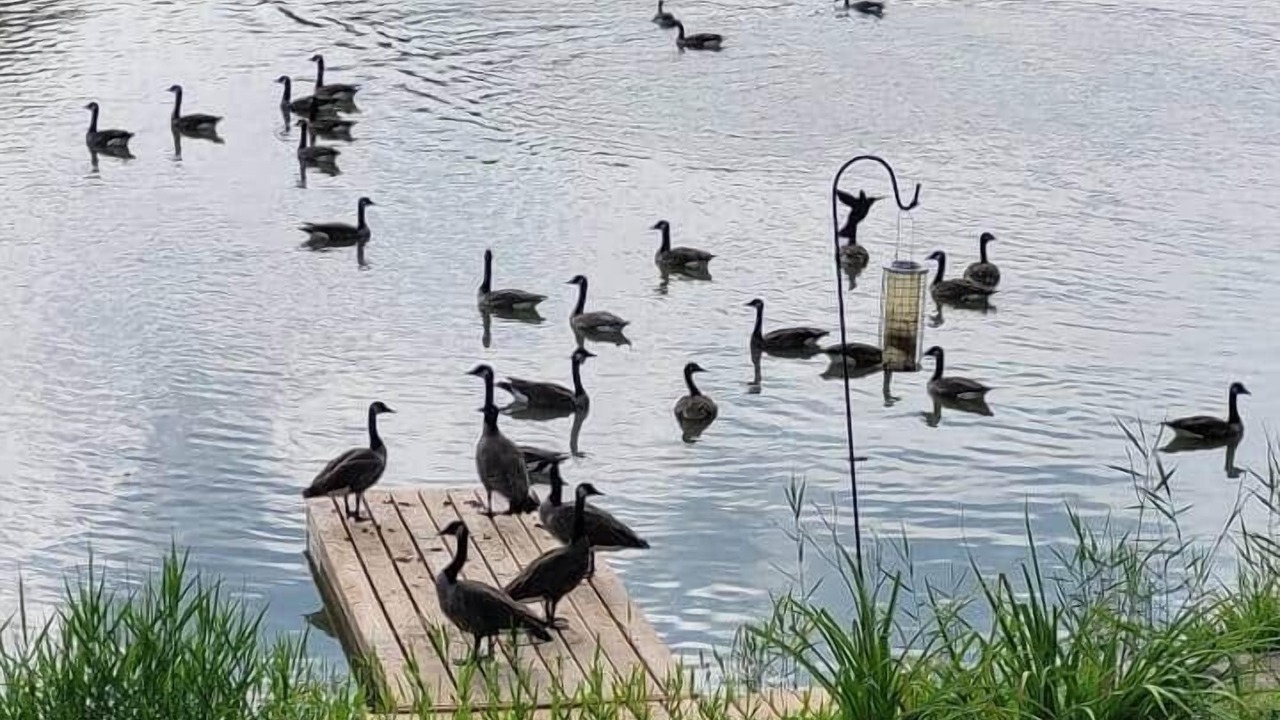 Photo of Others in Virgil