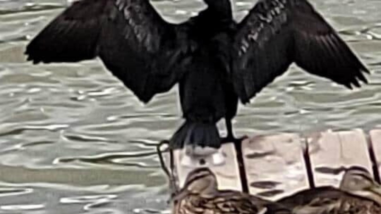 Photo of Others in Virgil