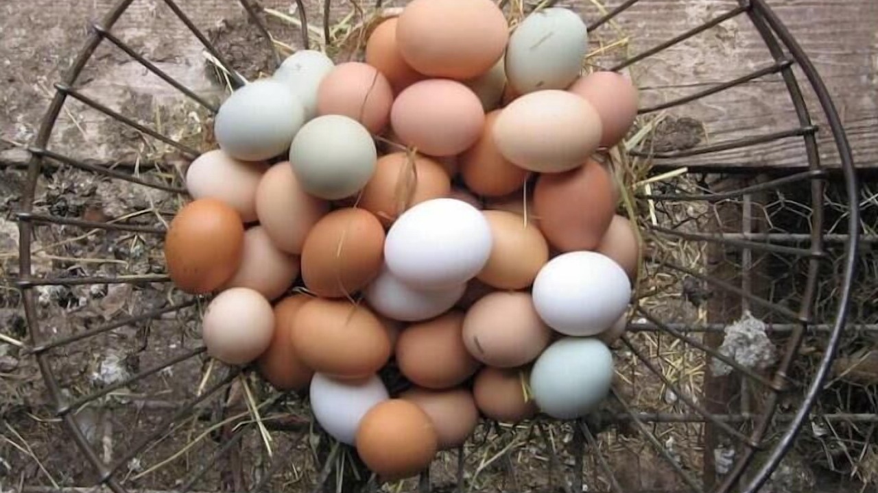 Photo of Others in Meredith
