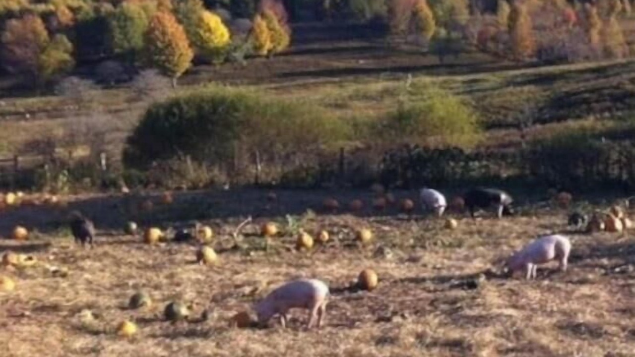 Photo of Others in Meredith