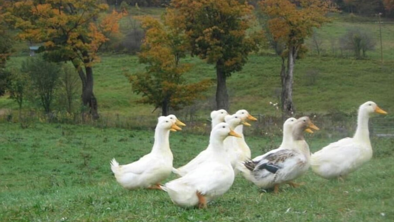 Photo of Others in Meredith