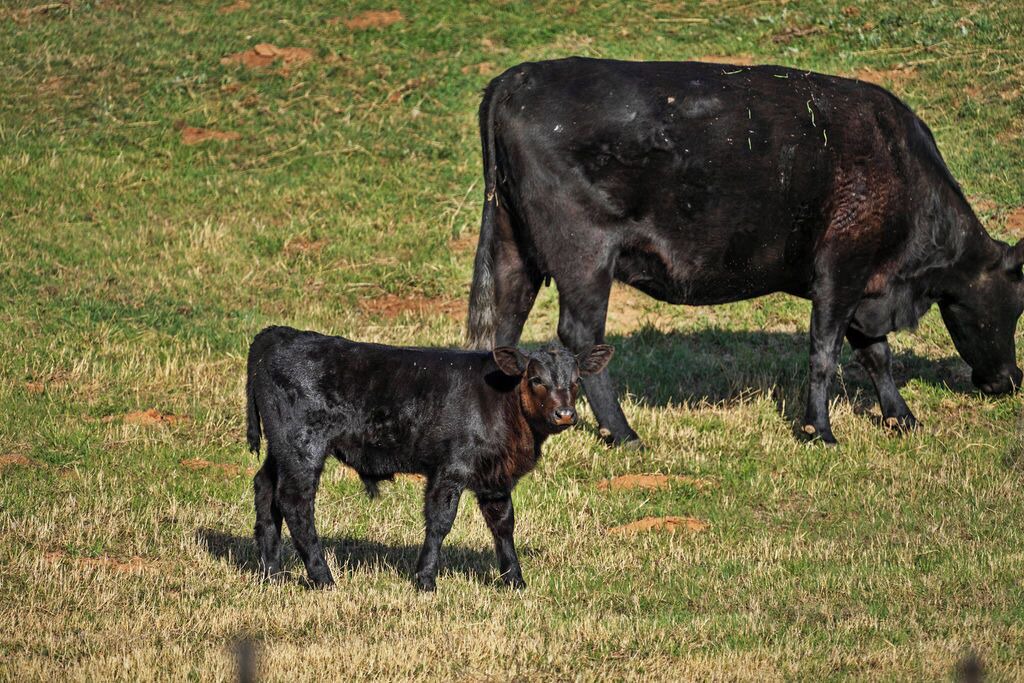 Photo of Others in Mineral Wells