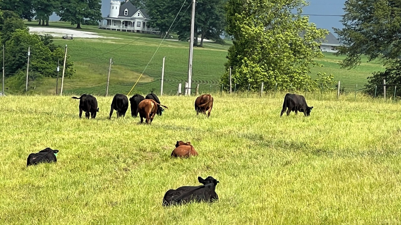 Photo of Others in Boonville