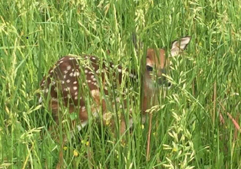 Photo of Others in Cedarcreek