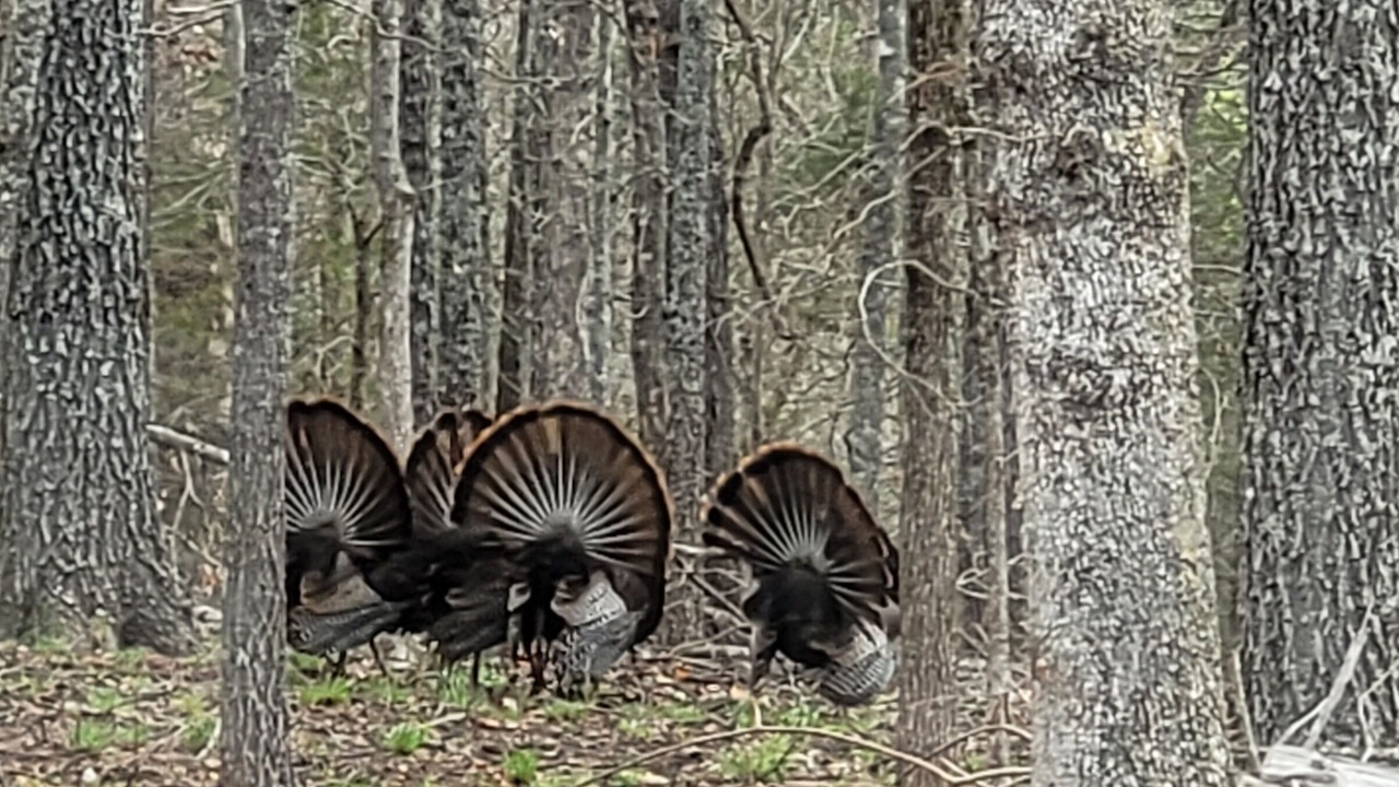 Photo of Others in Cedarcreek