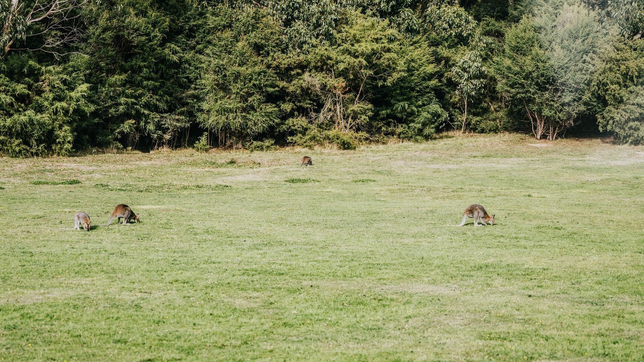 Photo of Others in Wattle Hill