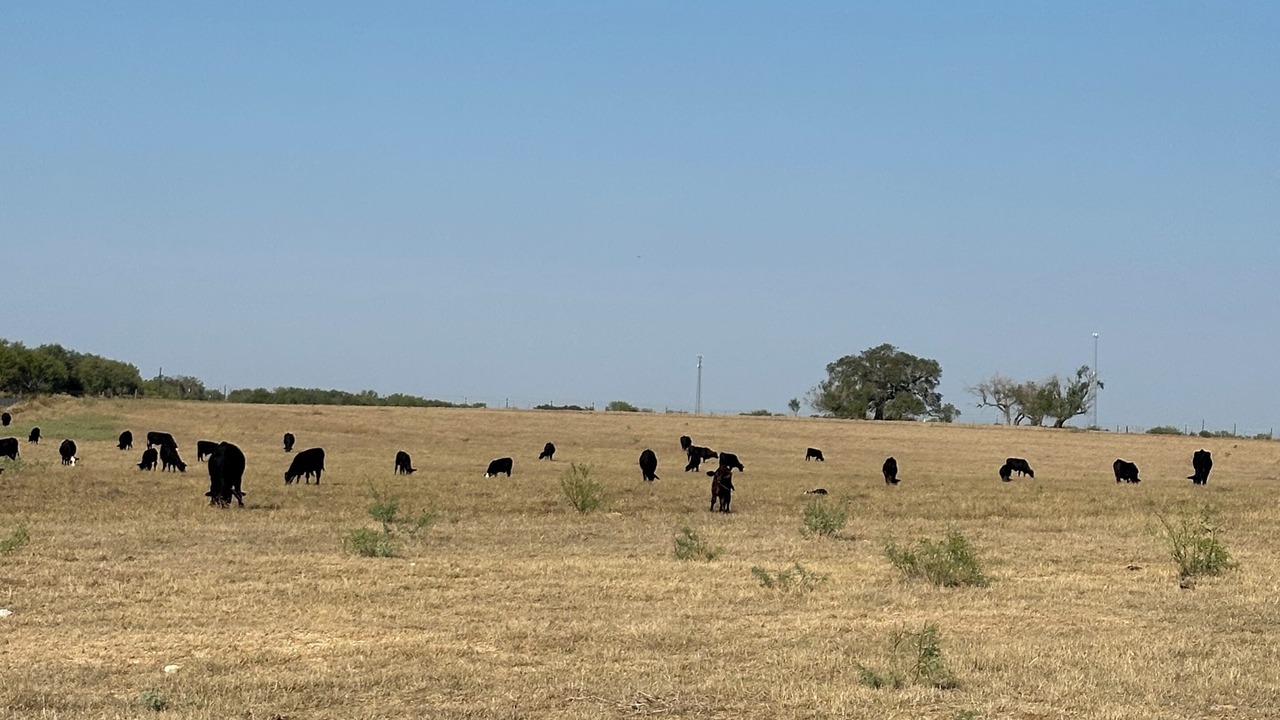 Photo of Others in Bexar County