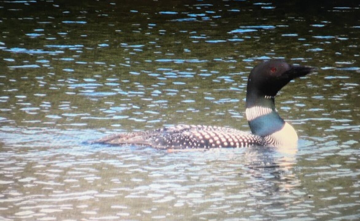 Photo of Others in Rainbow Lake