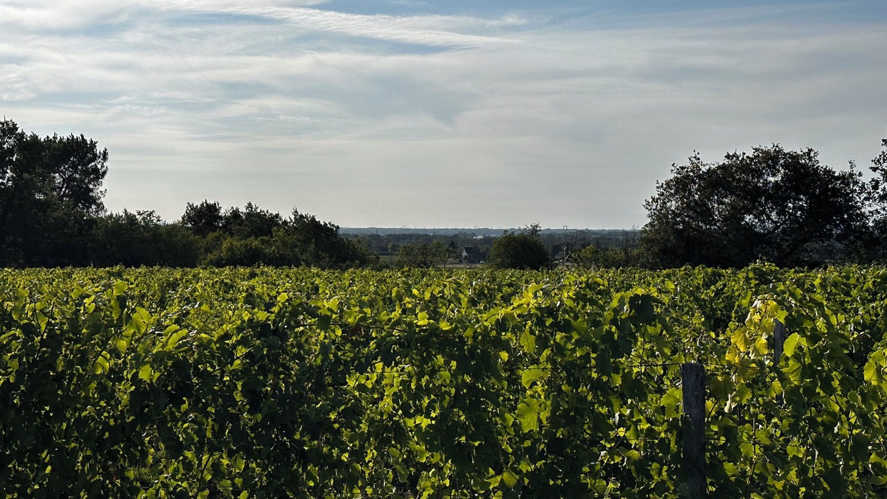 Photo of Others in Chinon