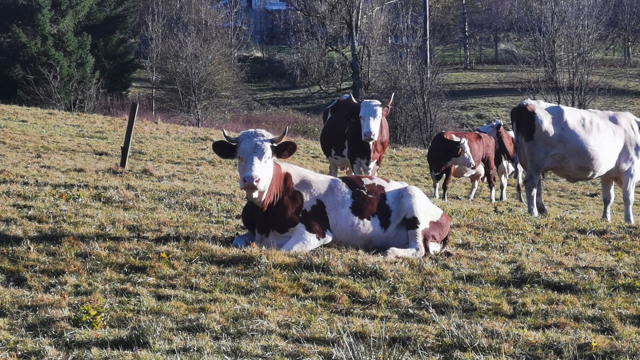 Photo of Others in Mijoux