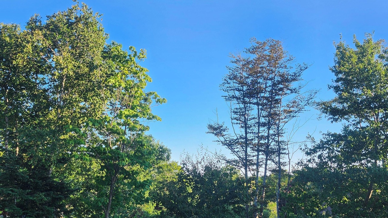 Photo of Others in Halifax County