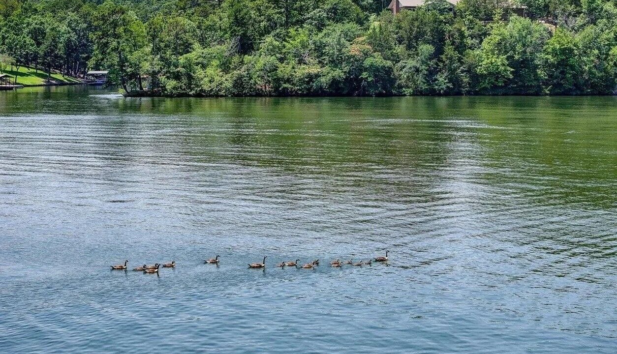 Photo of Others in Piney