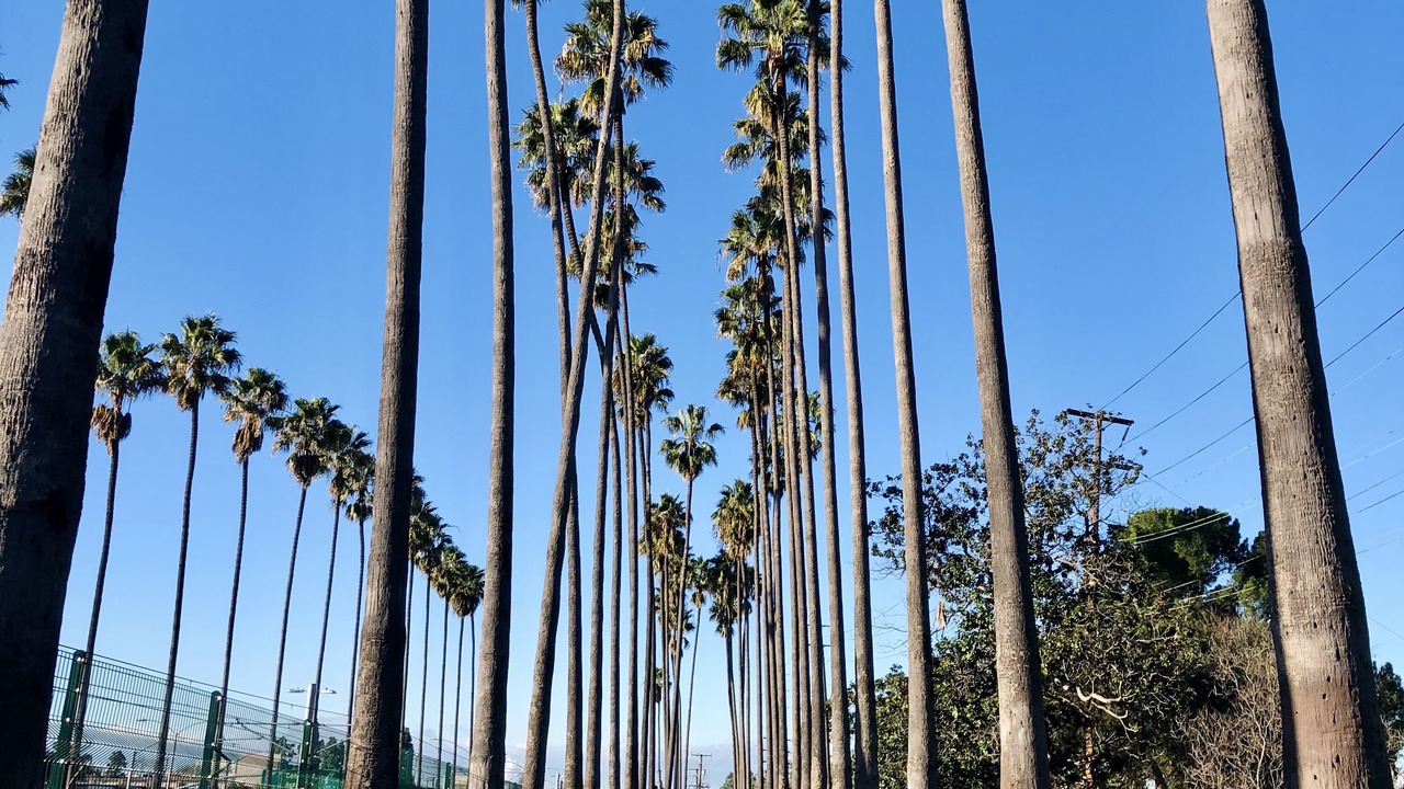 Photo of Others in Park Mesa Heights