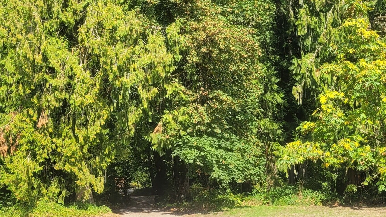 Photo of Others in Woodland