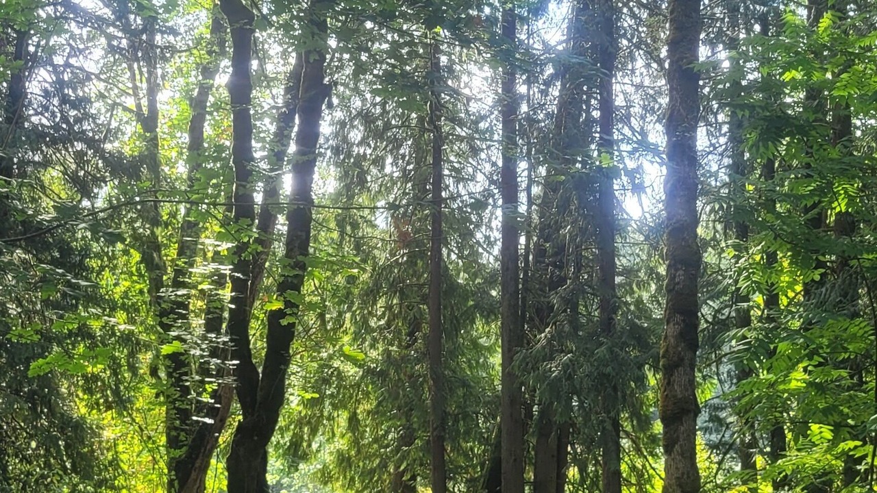 Photo of Others in Woodland