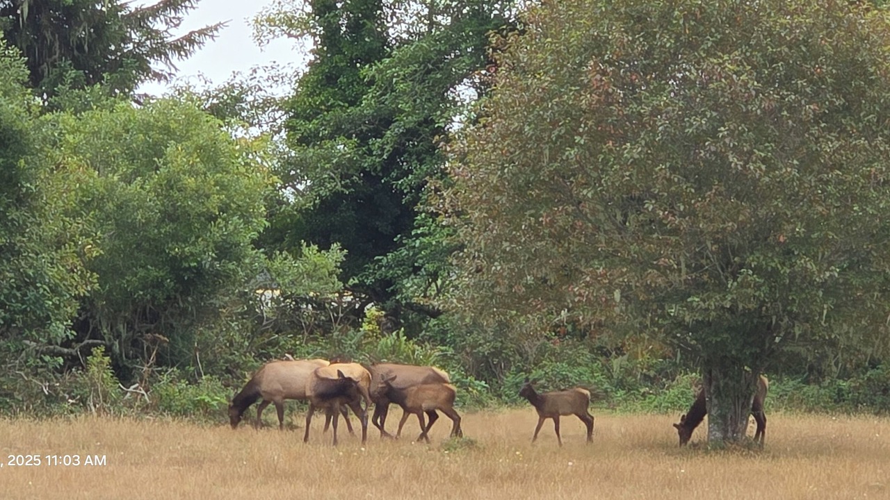 Photo of Others in Crescent City North