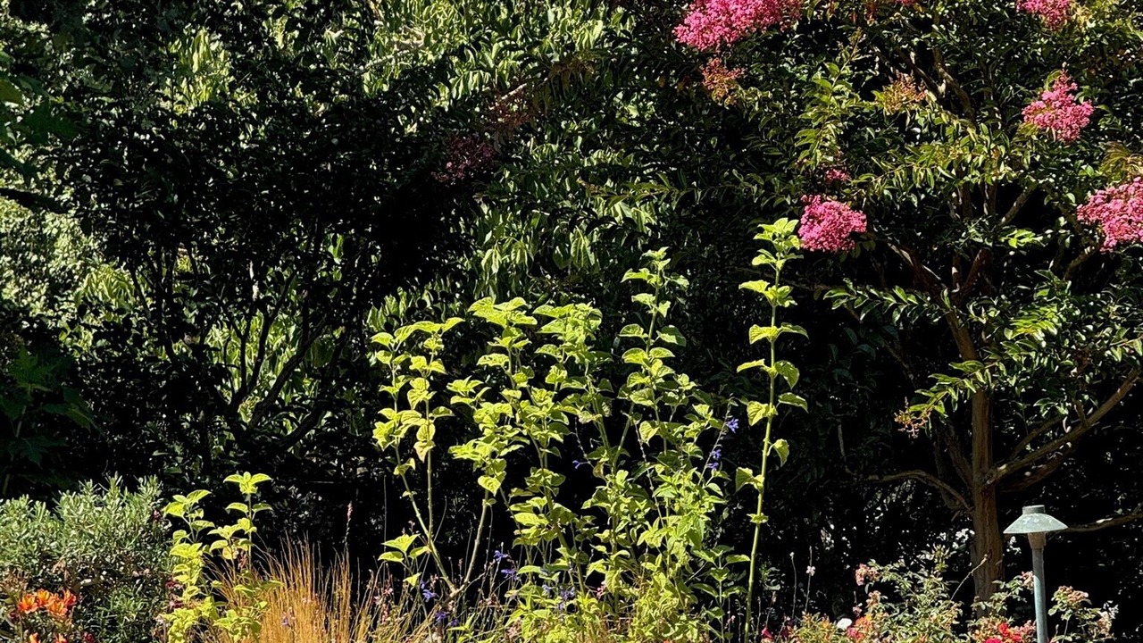 Photo of Outdoor in Petaluma