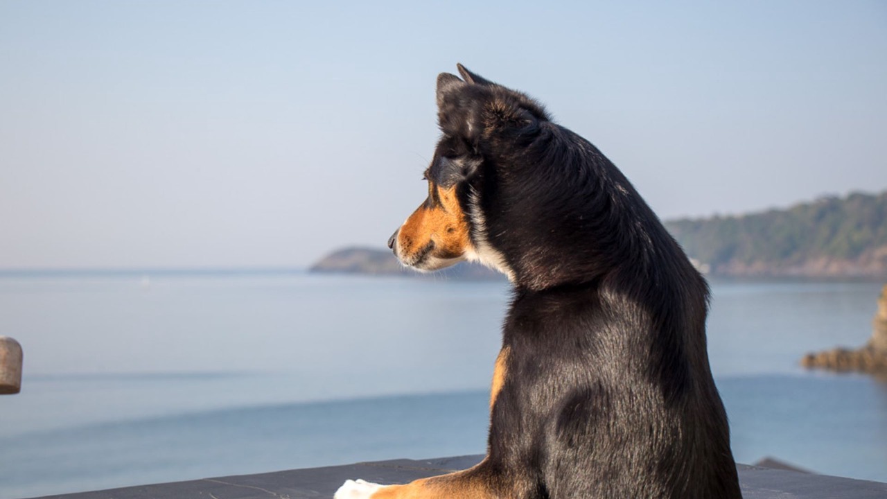 Photo of Others in Charlestown