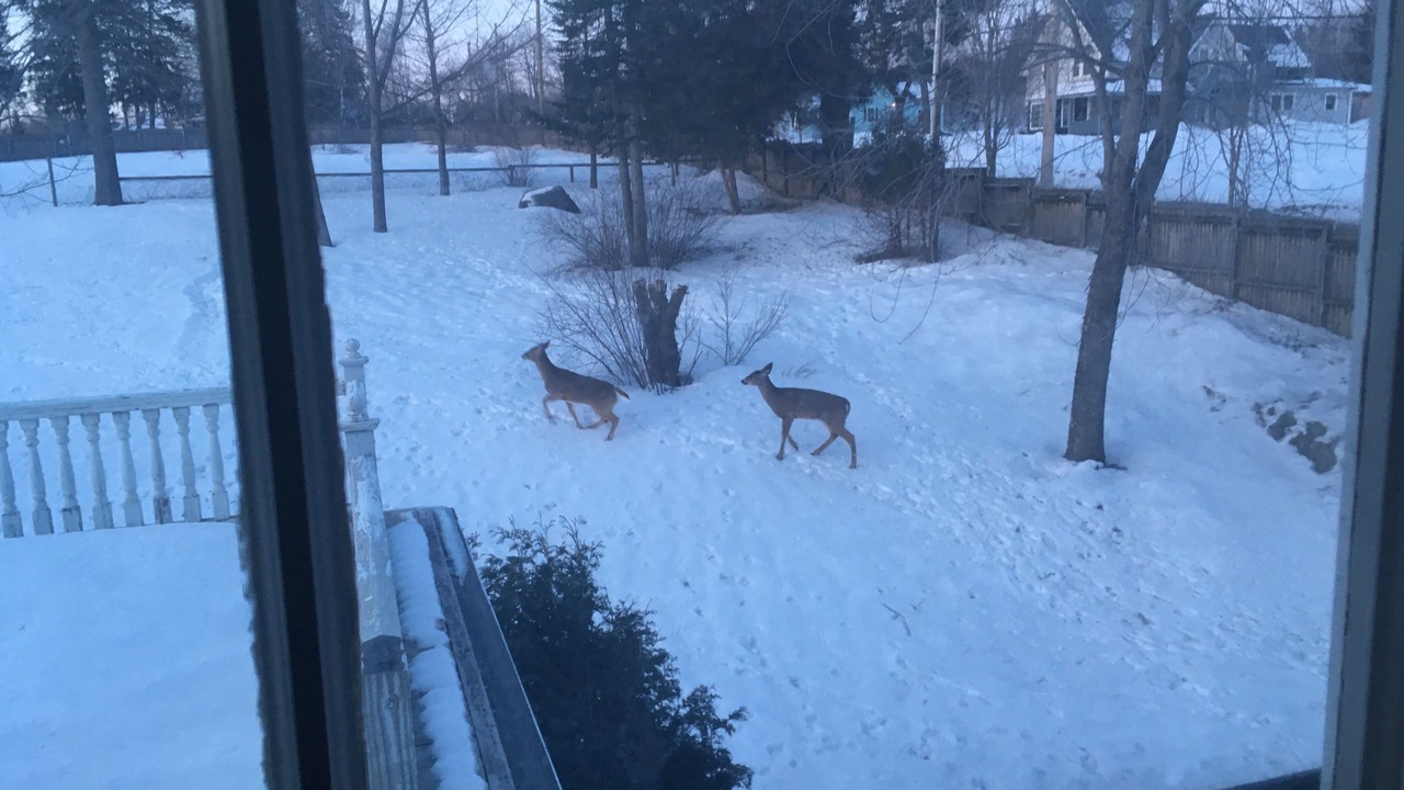 Photo of Others in Caribou
