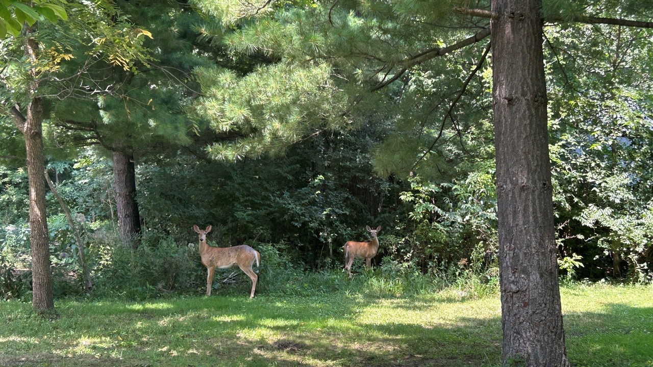 Photo of Others in Yorkville