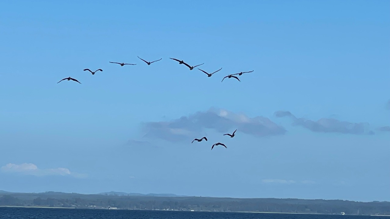 Photo of Others in Ocean Shores