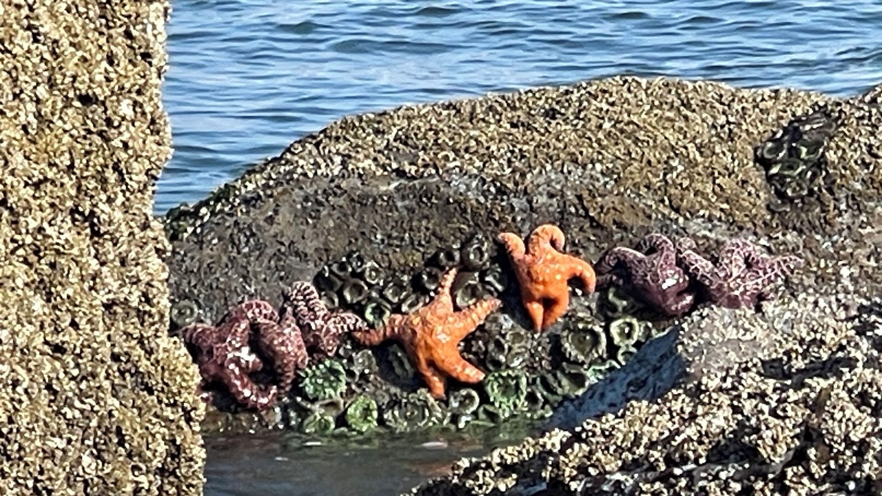 Photo of Others in Ocean Shores