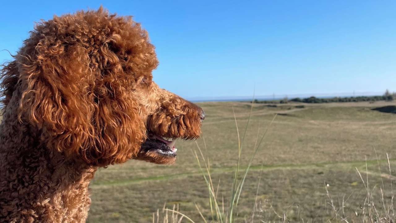 Photo of Others in Barbatre