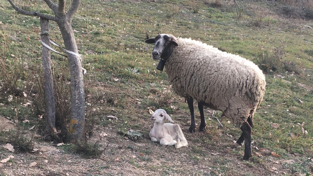 Photo of Others in Saint-Laurent-de-Cerdans