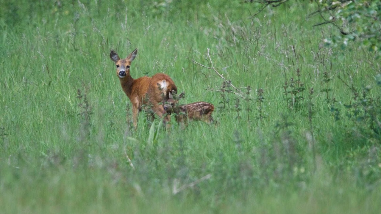 Photo of Others in Saint-Laurent-de-Cerdans