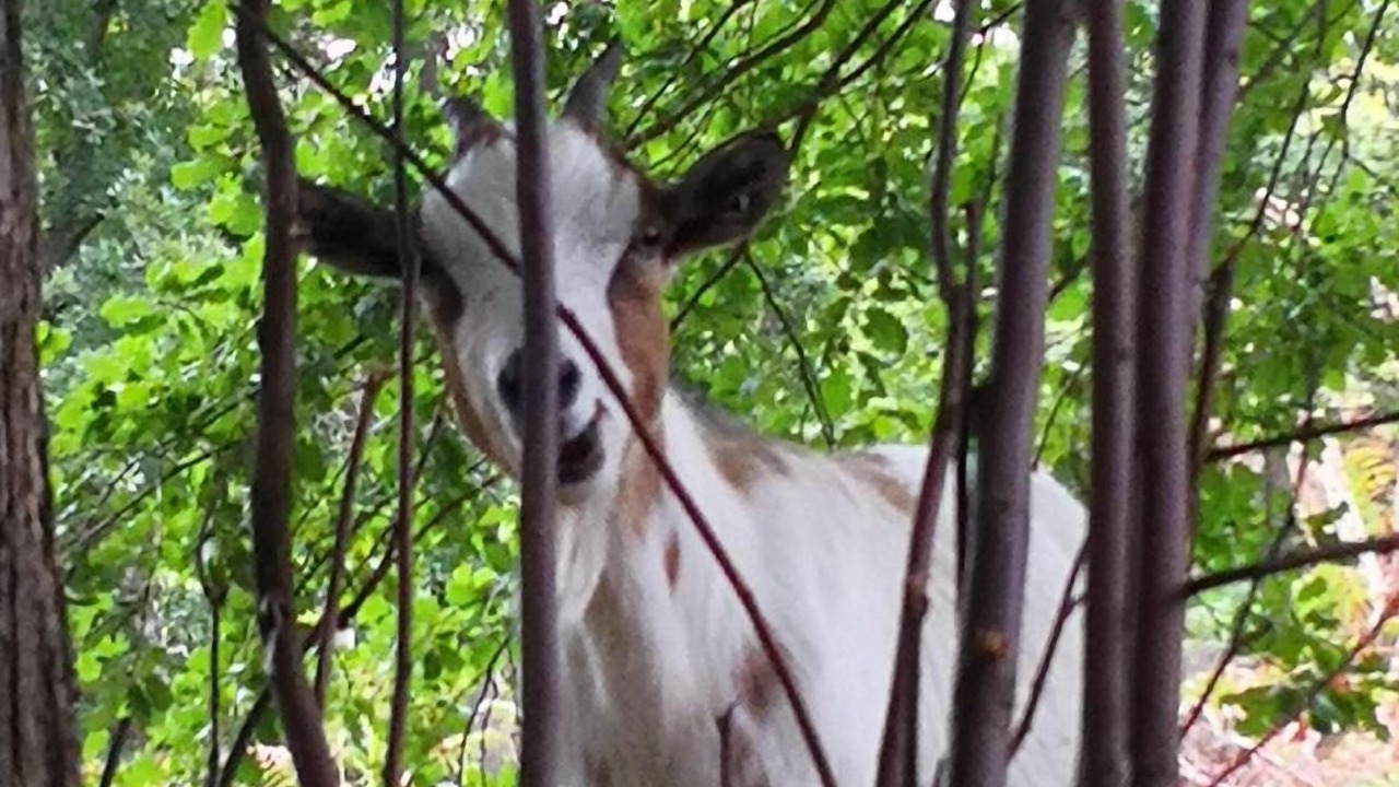 Photo of Others in Saint-Laurent-de-Cerdans