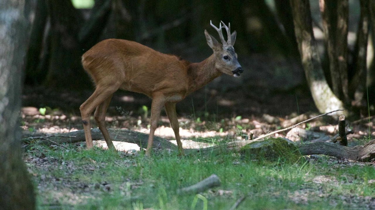 Photo of Others in Saint-Laurent-de-Cerdans