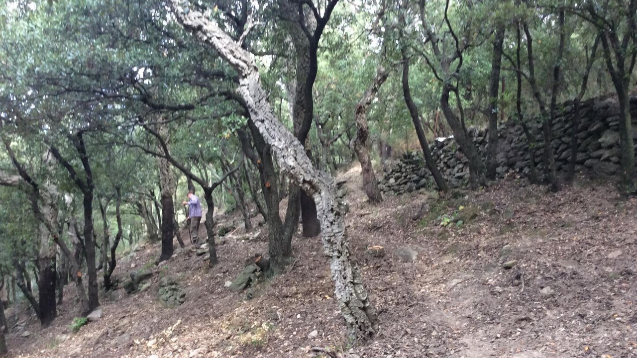 Photo of Others in Sorede