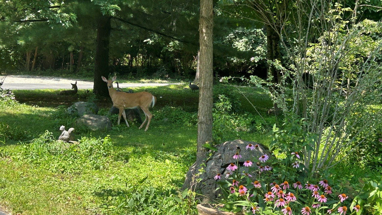 Photo of Others in Yorkville