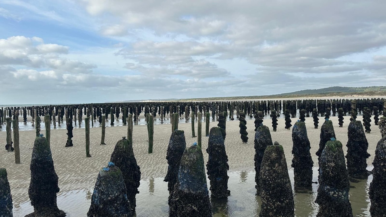 Photo of Others in Camiers