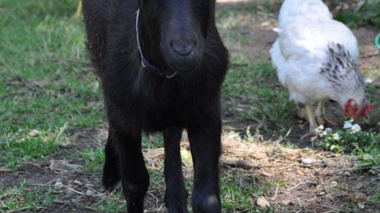 Photo of Others in Saint-Jean-les-Deux-Jumeaux