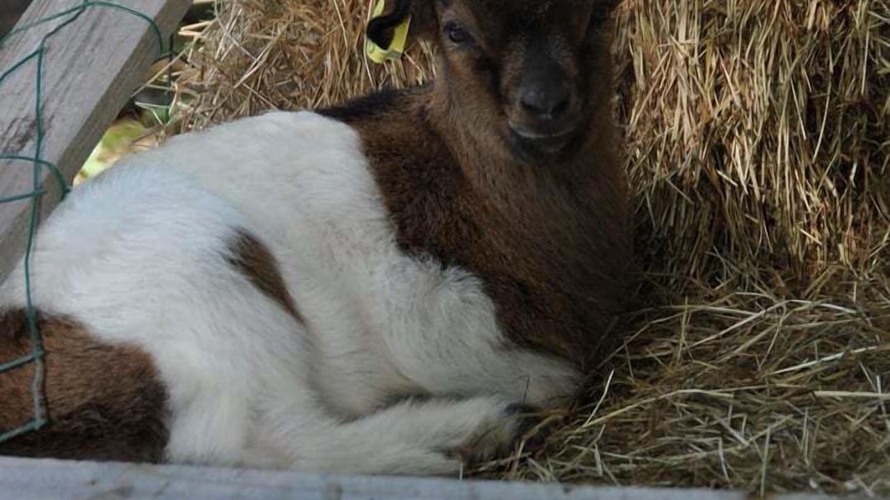 Photo of Others in Saint-Jean-les-Deux-Jumeaux