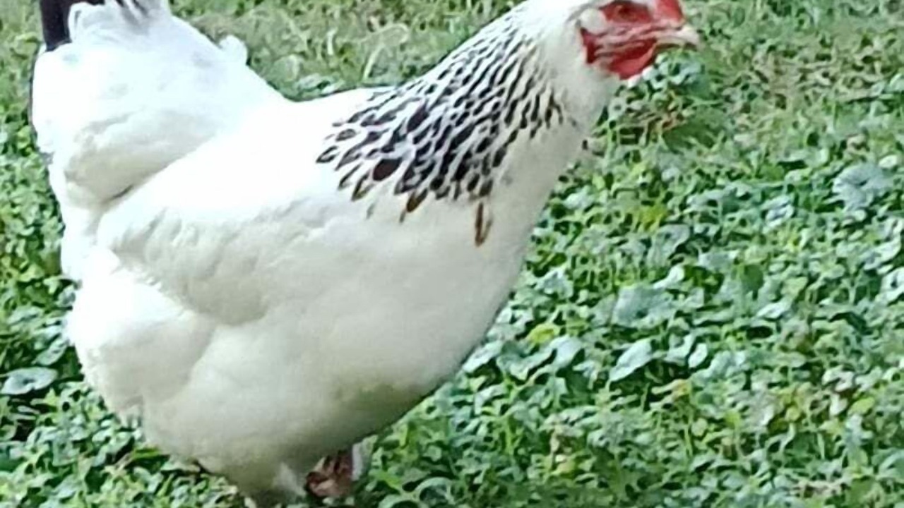 Photo of Others in Saint-Jean-les-Deux-Jumeaux