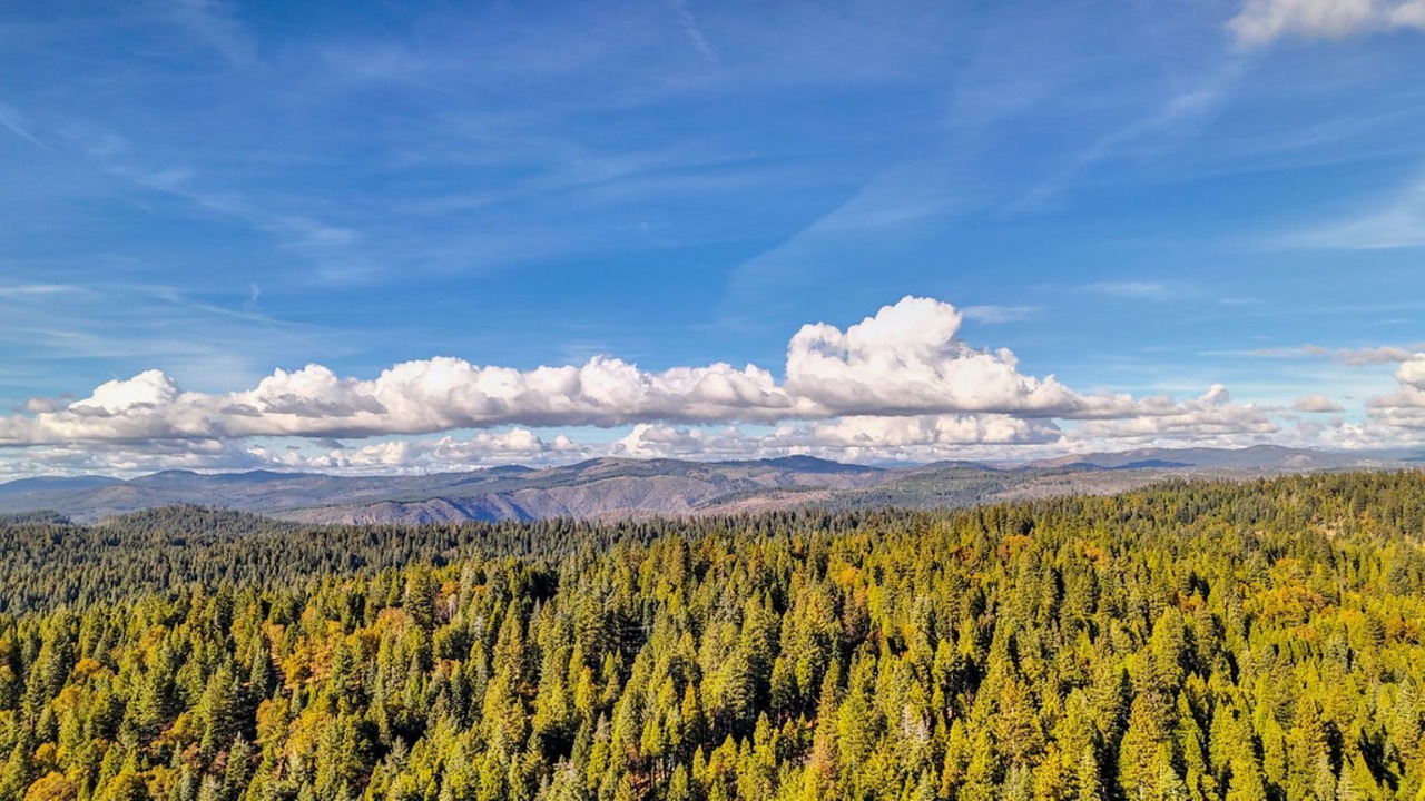 Photo of Others in Pollock Pines