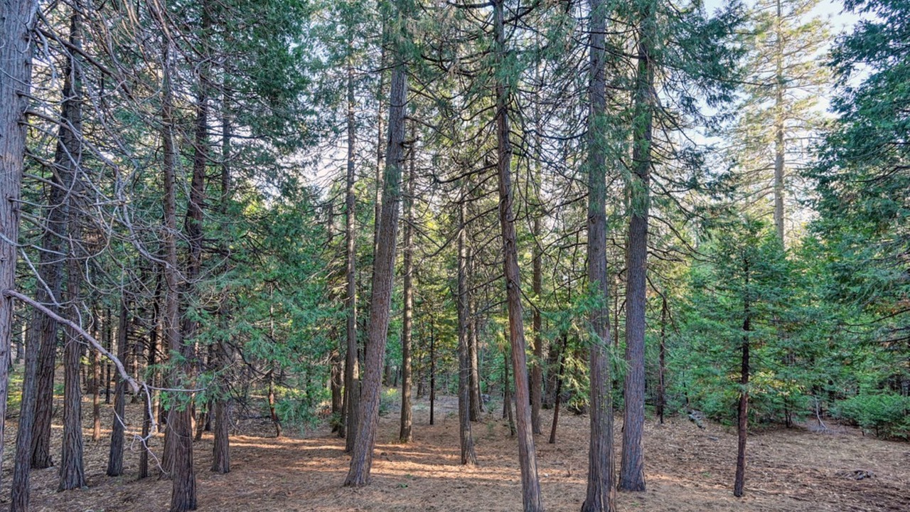 Photo of Others in Pollock Pines