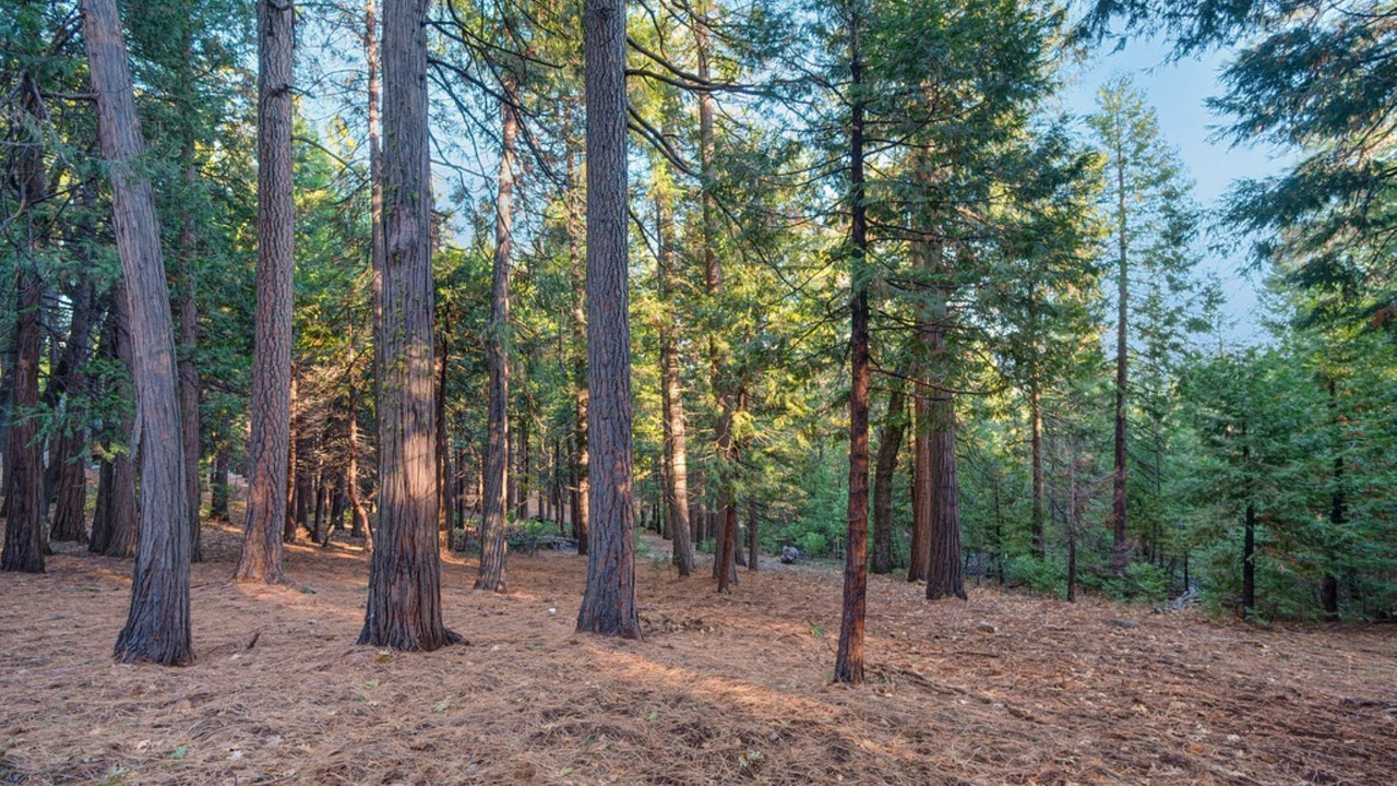 Photo of Others in Pollock Pines