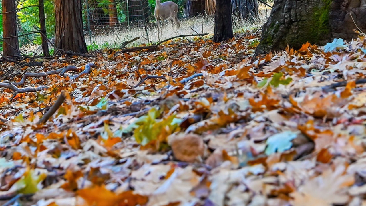 Photo of Others in Pollock Pines