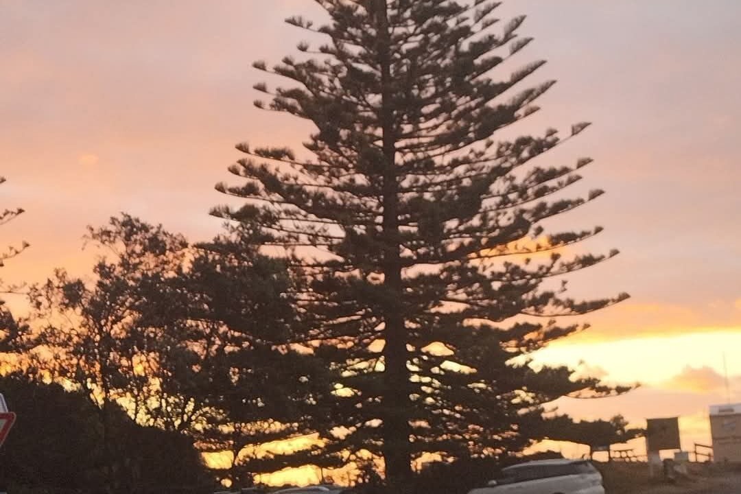 Photo of Others in Port Waikato