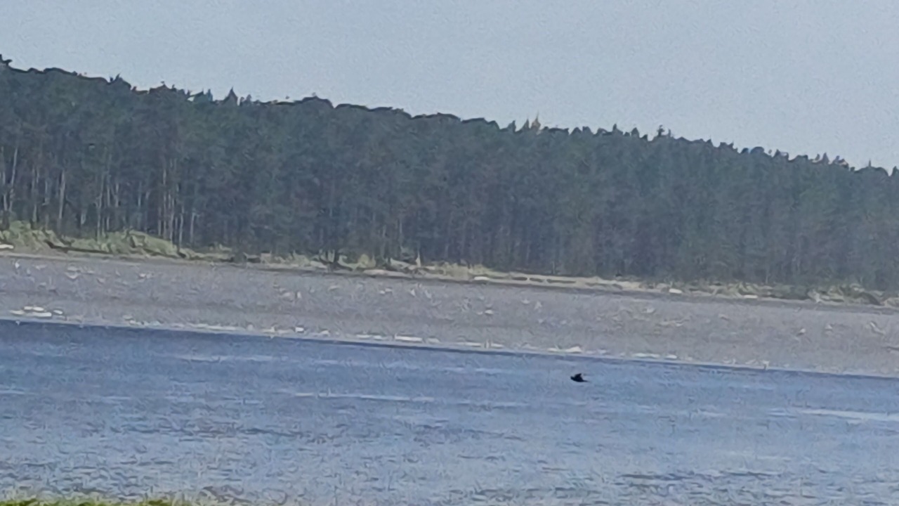 Photo of Others in Port Waikato