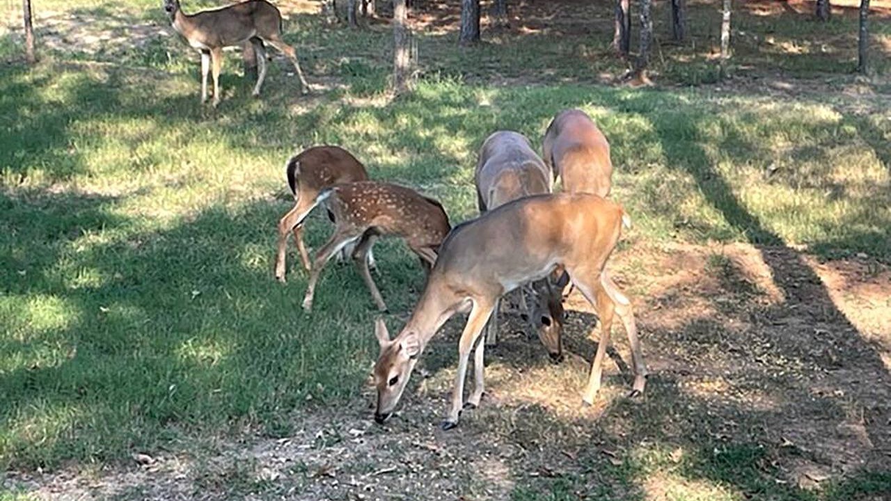 Photo of Others in Bastrop