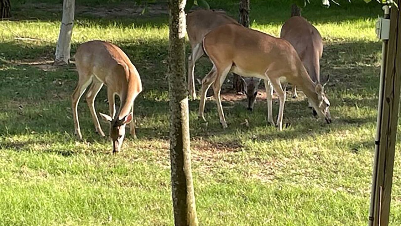 Photo of Others in Bastrop