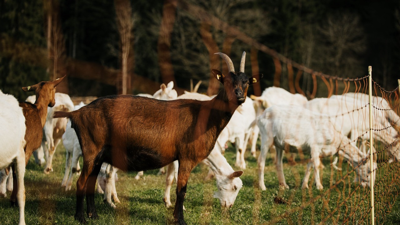 Photo of Others in Teuffenthal